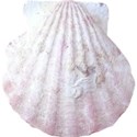 armina_seaside_garden_shell5