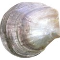 armina_seaside_garden_shell6