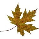 green maple leaf