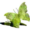 csb_hawaiiannights_green-butterfly