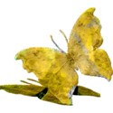 csb_hawaiiannights_yellow-butterfly