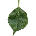 Leaf 01