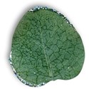 leaf2-gg-mikki