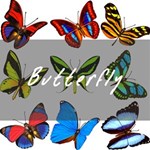 Butterfly 2