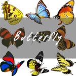 Butterfly 3