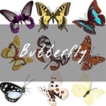 Butterfly 4