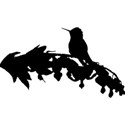 bleedingheart_hummer
