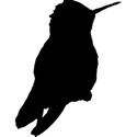 hummingbird
