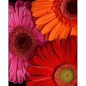 Three-Gerbera-Daisies-4x5-D