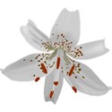 lilyW4