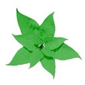 poinsettiagreen