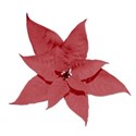 poinsettiared