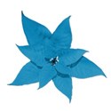 poinsettiablue