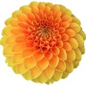Flower Mania Set - 13