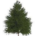 moo_twsntebfre_xmastree