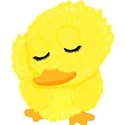 duck2