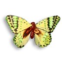 jennyL_life_butterfly