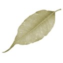 leaf 1