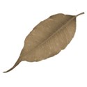 leaf 2