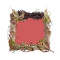 frame woodleaf copy