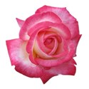 tea-rose-transparent-isolated