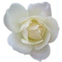 white-rose-transparent-isolated