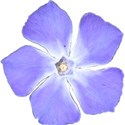 vinca1