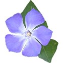 vinca4