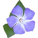 vinca3