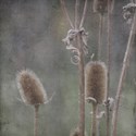 Nature7