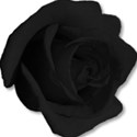 roseblack