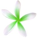 kdesigns_islander_flower6