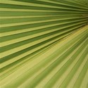 green fronds emb