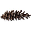 Pinecone with Shadow