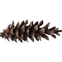 Pinecone