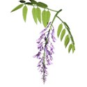 wisteria dreams_wisteria 2