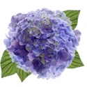 wisteria dreams_hydrangea