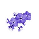 wisteria dreams_flowers 1