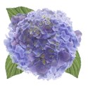 wisteria dreams_hydrangea 2