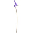 wisteria dreams_purple