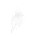 wisteria dreams_feather