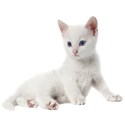 wisteria dreams_white kitten