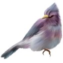 wisteria dreams_bird