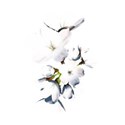 flower white cluster