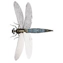 Dragonfly-1