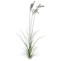 Indian-grass-6