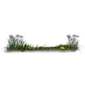 grass border flowers