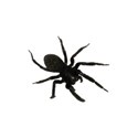 black spider