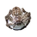 huntsman spider