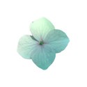 single flower 5
